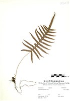 藏品(阿里山水龍骨)的圖片